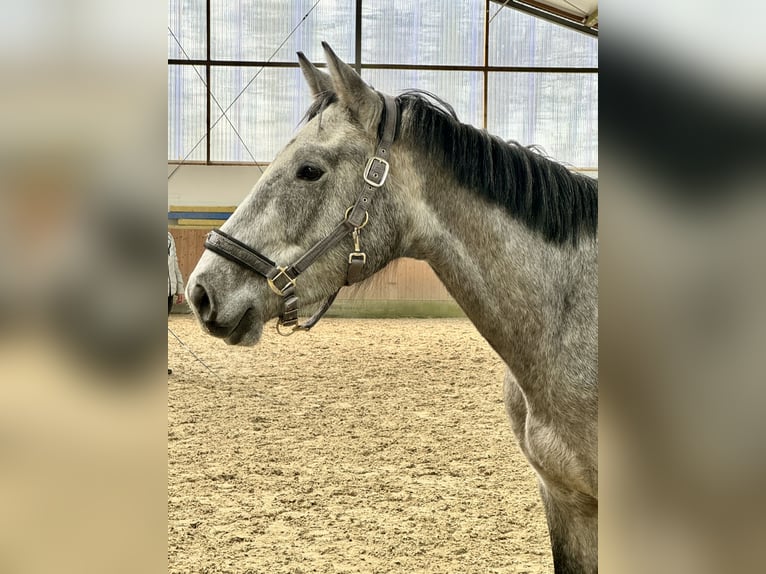 Holsteiner Wallach 3 Jahre 166 cm Schimmel in Oersdorf
