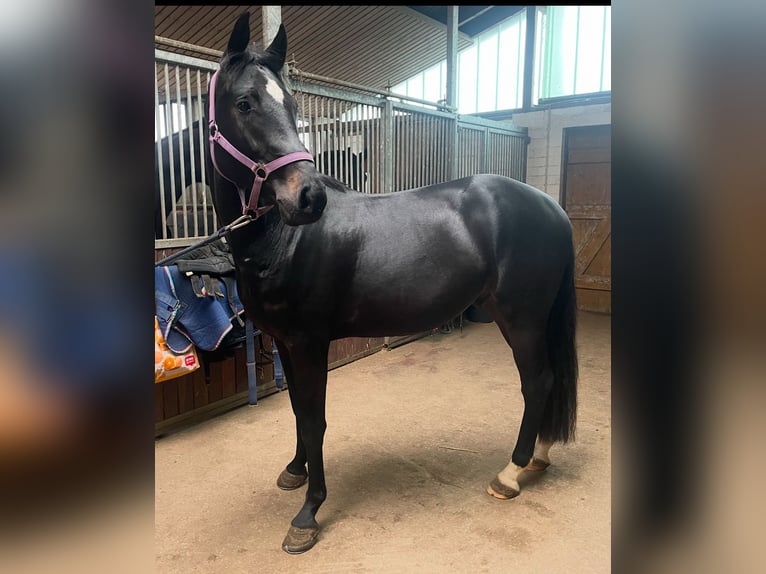 Holsteiner Wallach 3 Jahre 166 cm Schwarzbrauner in Hamburg Osdorf