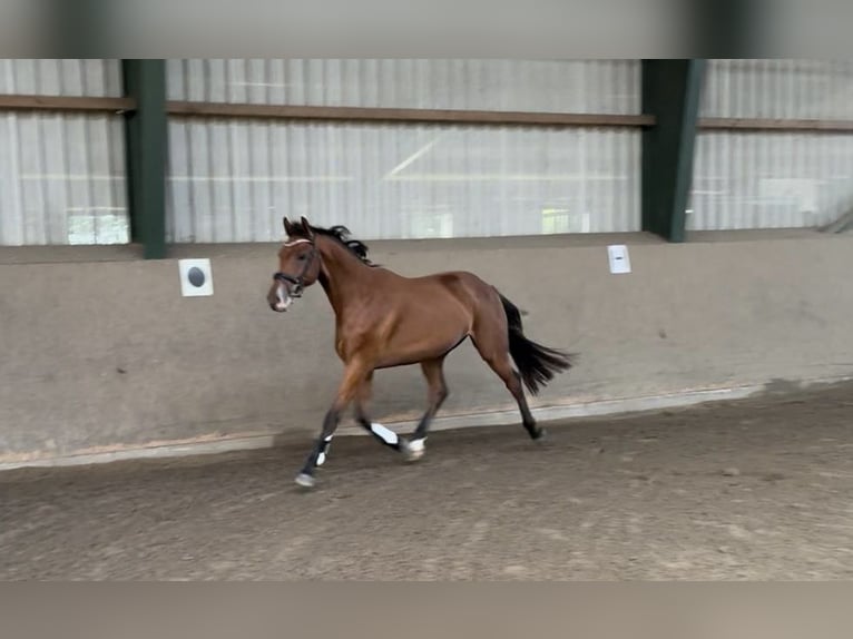 Holsteiner Wallach 3 Jahre 167 cm Brauner in Osdorf