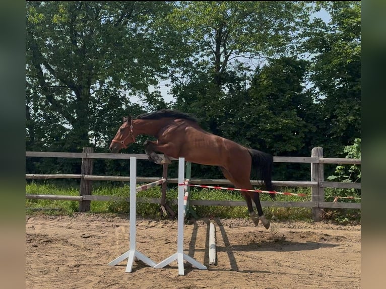 Holsteiner Wallach 3 Jahre 167 cm Brauner in Niendorf