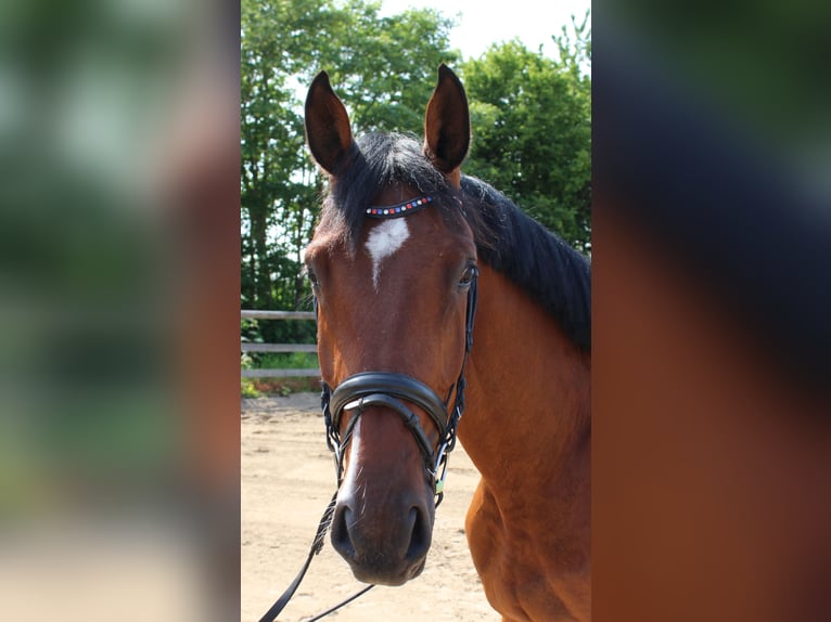 Holsteiner Wallach 3 Jahre 167 cm Brauner in Niendorf