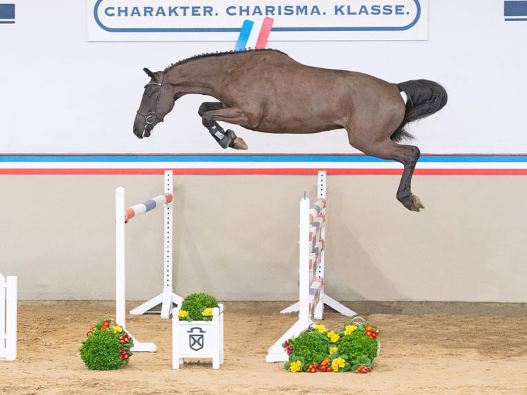 Holsteiner Wallach 3 Jahre 167 cm Schwarzbrauner in Klein Nordende