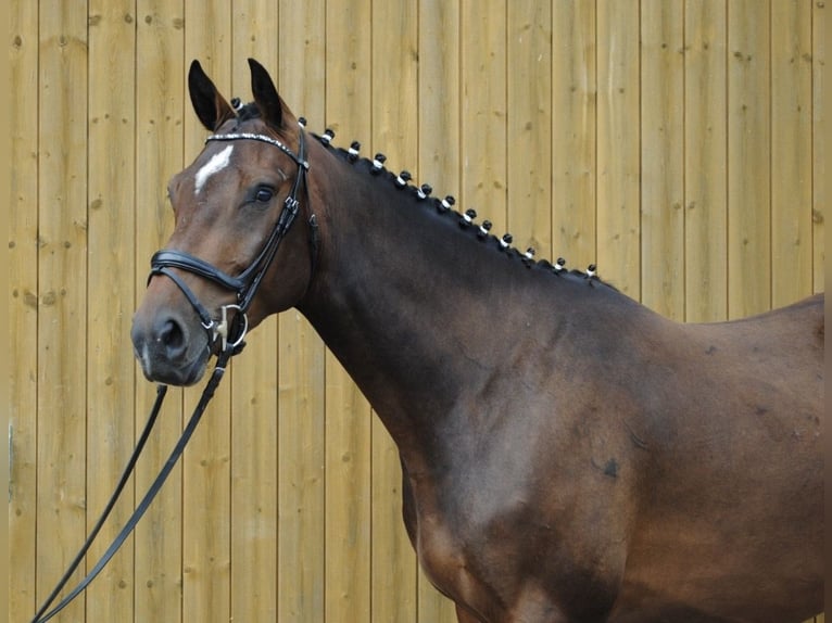 Holsteiner Wallach 3 Jahre 168 cm Brauner in Appen