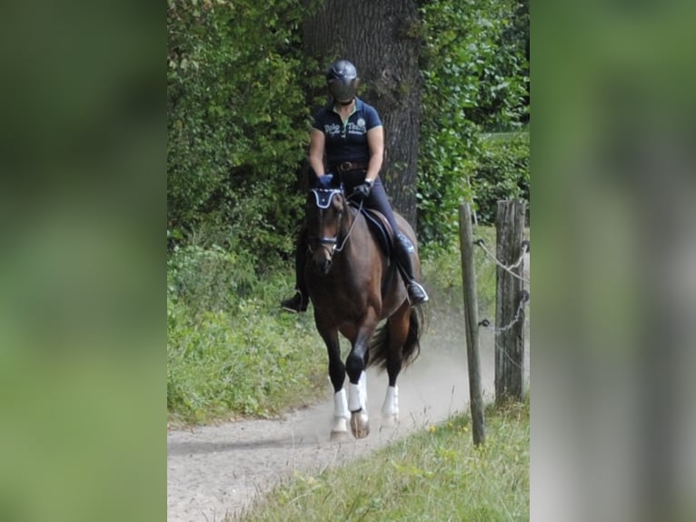 Holsteiner Wallach 3 Jahre 168 cm Brauner in Appen