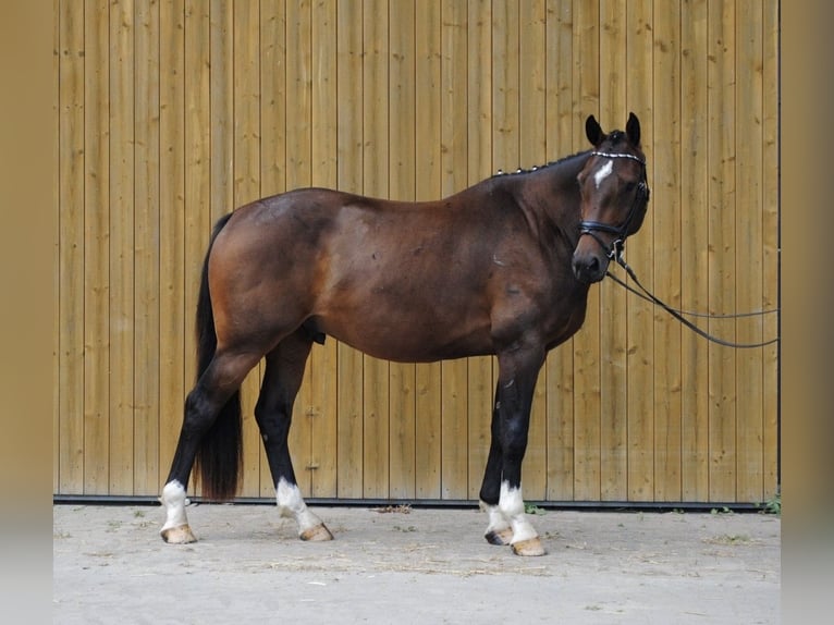 Holsteiner Wallach 3 Jahre 168 cm Brauner in Appen