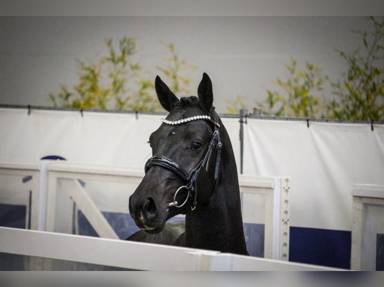 Holsteiner Wallach 3 Jahre 168 cm Rappe in Bad Bramstedt