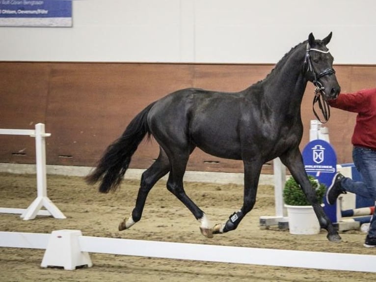 Holsteiner Wallach 3 Jahre 168 cm Rappe in Bad Bramstedt