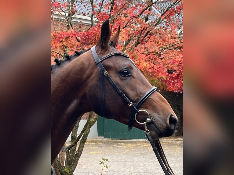 Holsteiner Wallach 3 Jahre 169 cm Brauner in Averlak