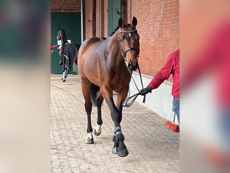 Holsteiner Wallach 3 Jahre 169 cm Brauner in Averlak