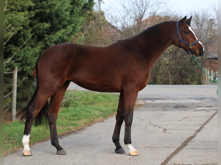 Holsteiner Wallach 3 Jahre 169 cm Brauner in Békésszentandrás