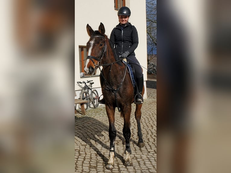 Holsteiner Wallach 3 Jahre 170 cm Brauner in Chemnitz