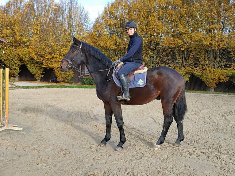 Holsteiner Wallach 3 Jahre 170 cm Brauner in Verden (Aller)