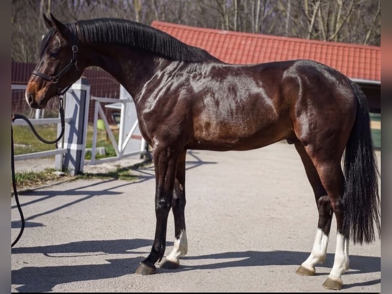 Holsteiner Wallach 3 Jahre 170 cm Brauner in Murska Soboda