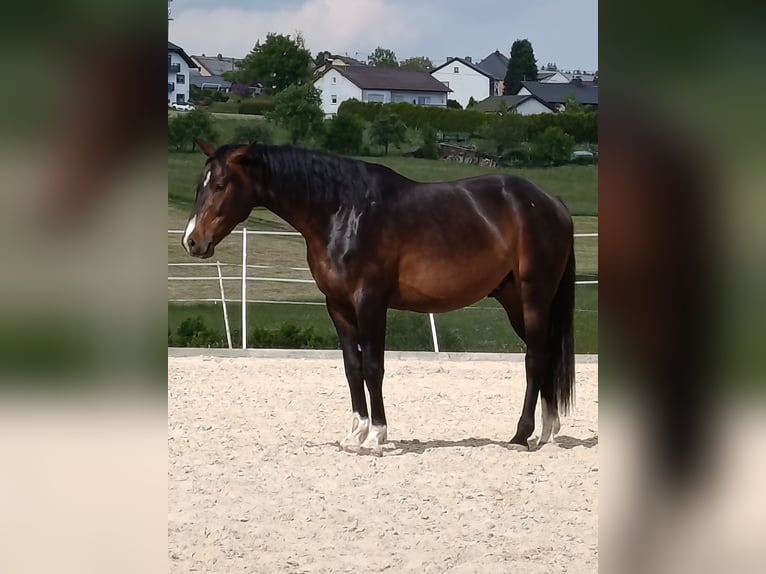 Holsteiner Wallach 3 Jahre 170 cm Dunkelbrauner in Boxberg