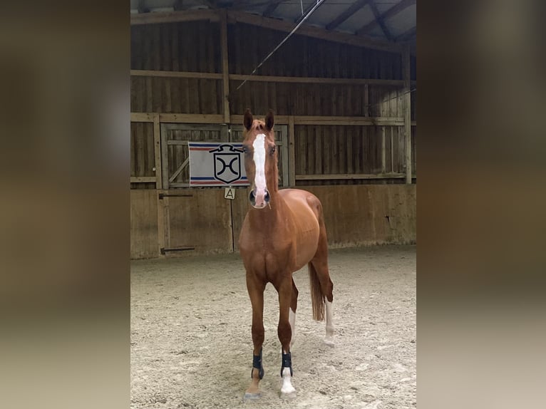Holsteiner Wallach 3 Jahre 170 cm Fuchs in Jettingen-Scheppach
