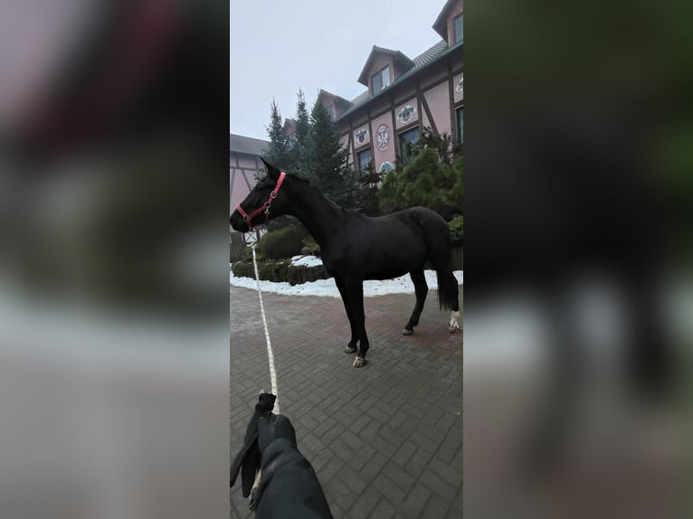 Holsteiner Wallach 3 Jahre 170 cm Rappe in Wroblowice