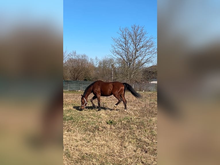 Holsteiner Wallach 3 Jahre 170 cm Rotbrauner in Cerovski Vrh