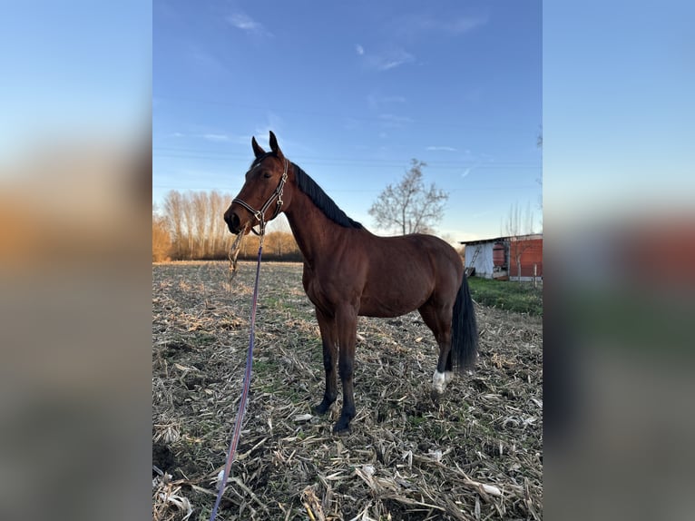 Holsteiner Wallach 3 Jahre 170 cm Rotbrauner in Cerovski Vrh