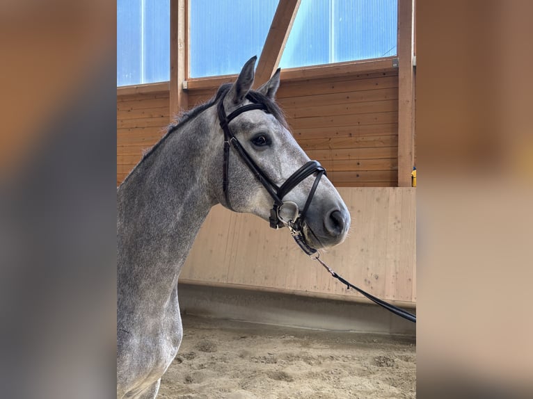 Holsteiner Wallach 3 Jahre 170 cm Schimmel in Velden