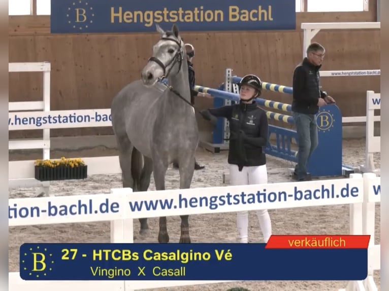 Holsteiner Wallach 3 Jahre 170 cm Schimmel in Velden
