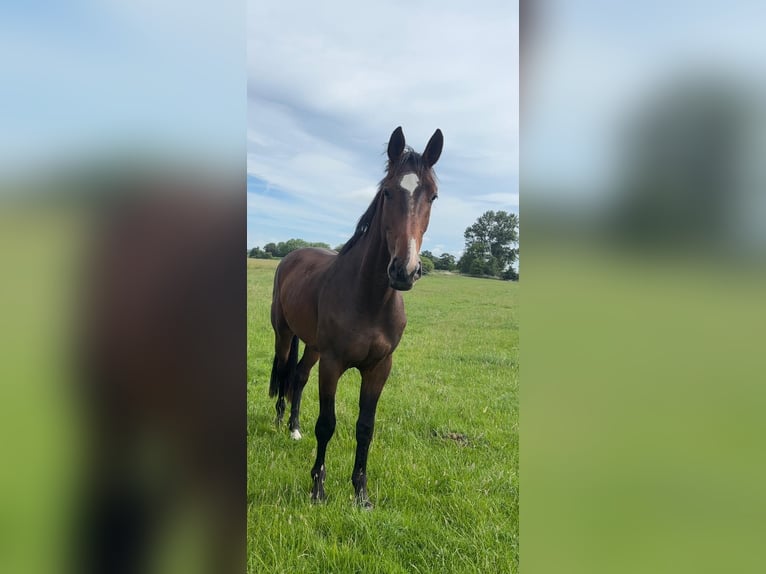 Holsteiner Wallach 3 Jahre 170 cm  in Mildstedt