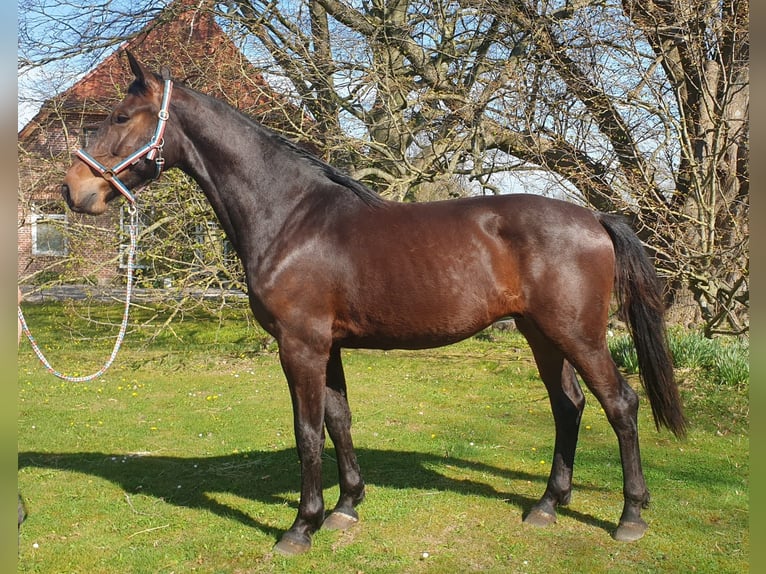 Holsteiner Wallach 3 Jahre 172 cm Dunkelbrauner in Mohrkirch