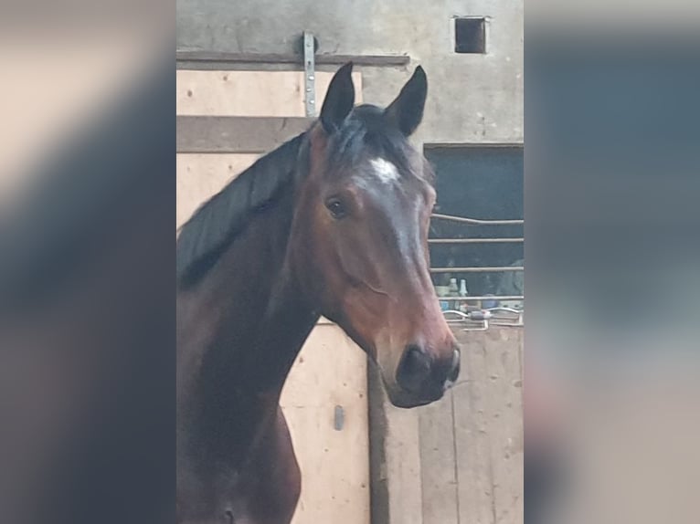 Holsteiner Wallach 3 Jahre 172 cm Dunkelbrauner in Mohrkirch