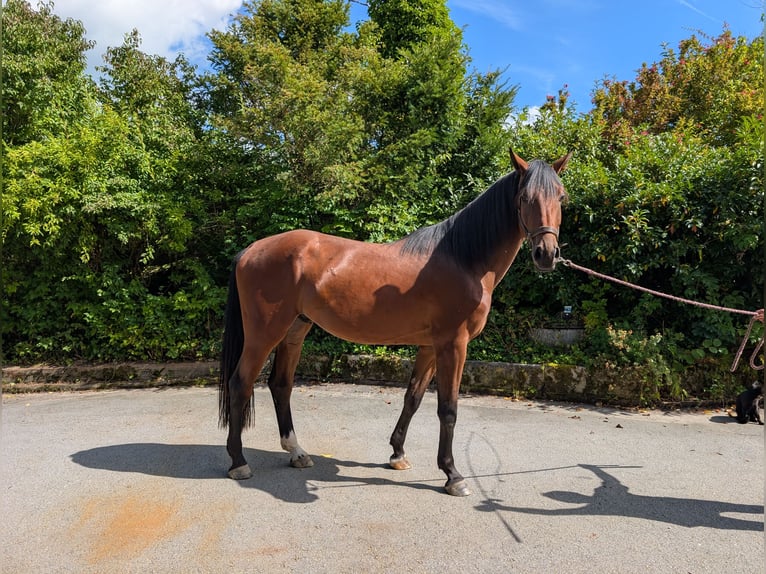 Holsteiner Wallach 3 Jahre 173 cm Brauner in Hauzenberg