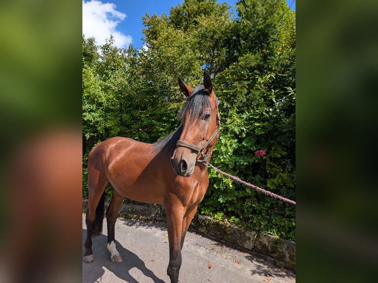 Holsteiner Wallach 3 Jahre 173 cm Brauner in Hauzenberg