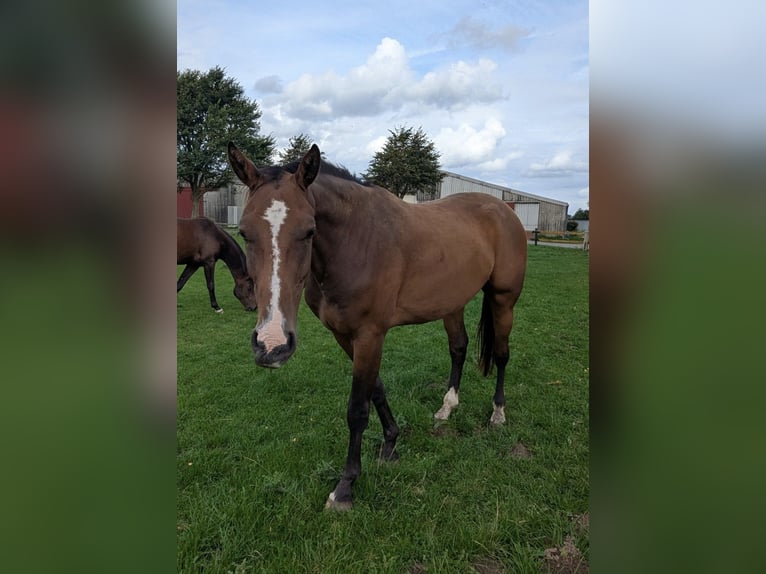 Holsteiner Wallach 3 Jahre 175 cm Brauner in Bünsdorf