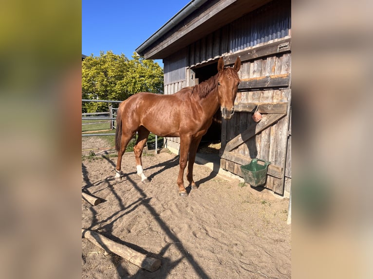 Holsteiner Wallach 3 Jahre 175 cm Fuchs in Rastorfer Passau
