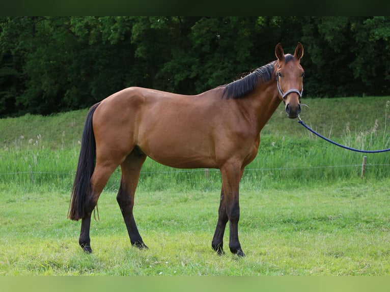 Holsteiner Wallach 3 Jahre 176 cm Brauner in Haselau