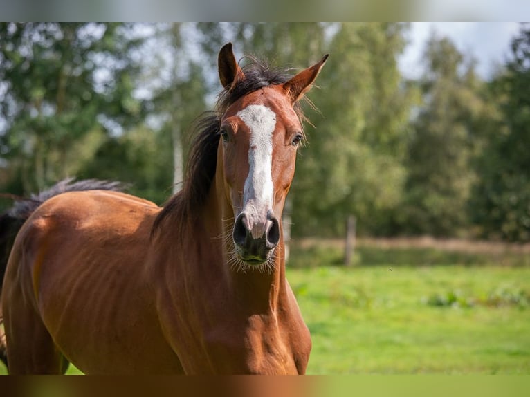 Holsteiner Wallach 3 Jahre Brauner in Horst