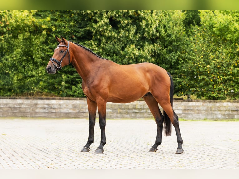 Holsteiner Wallach 3 Jahre Brauner in Bocholt