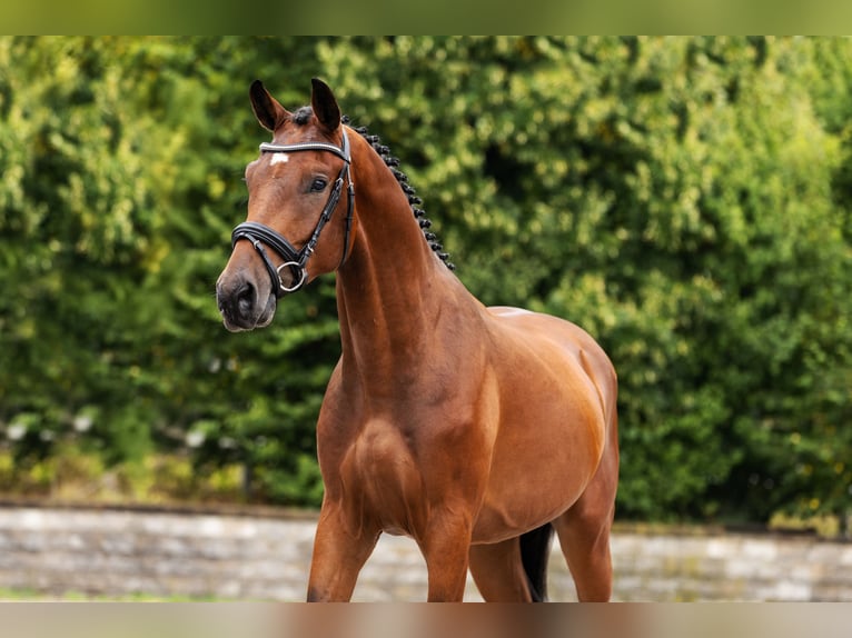 Holsteiner Wallach 3 Jahre Brauner in Bocholt