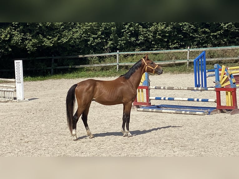 Holsteiner Wallach 3 Jahre Brauner in Traunreut