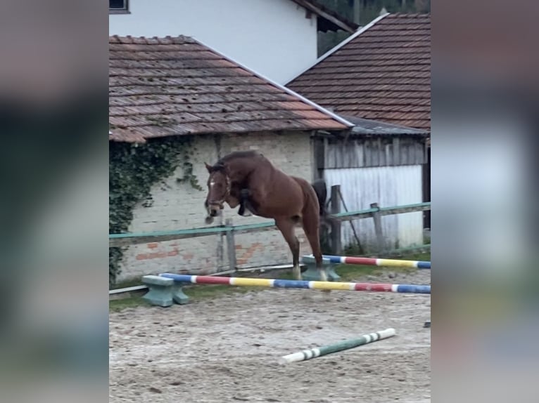 Holsteiner Wallach 3 Jahre Brauner in Traunreut