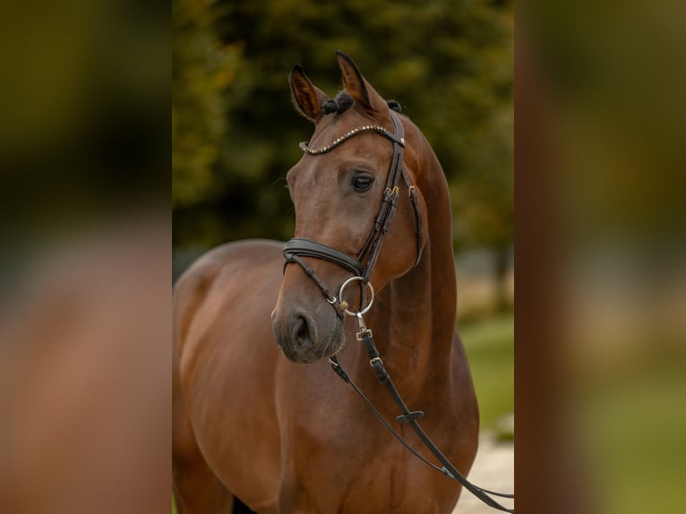 Holsteiner Wallach 3 Jahre Brauner in Gomadingen