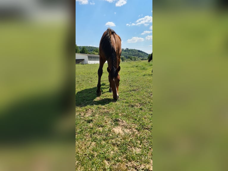 Holsteiner Wallach 3 Jahre Brauner in Hahnst&#xE4;tten