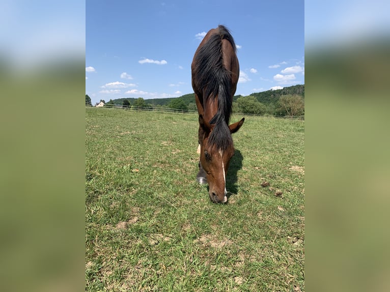 Holsteiner Wallach 3 Jahre Brauner in Hahnst&#xE4;tten
