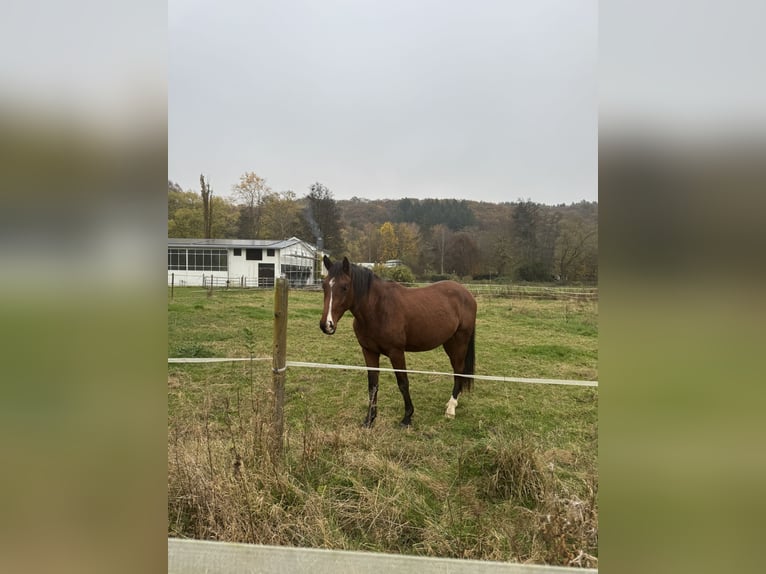 Holsteiner Wallach 3 Jahre Brauner in Hahnst&#xE4;tten