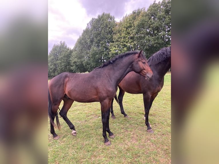 Holsteiner Wallach 3 Jahre Brauner in Windeby