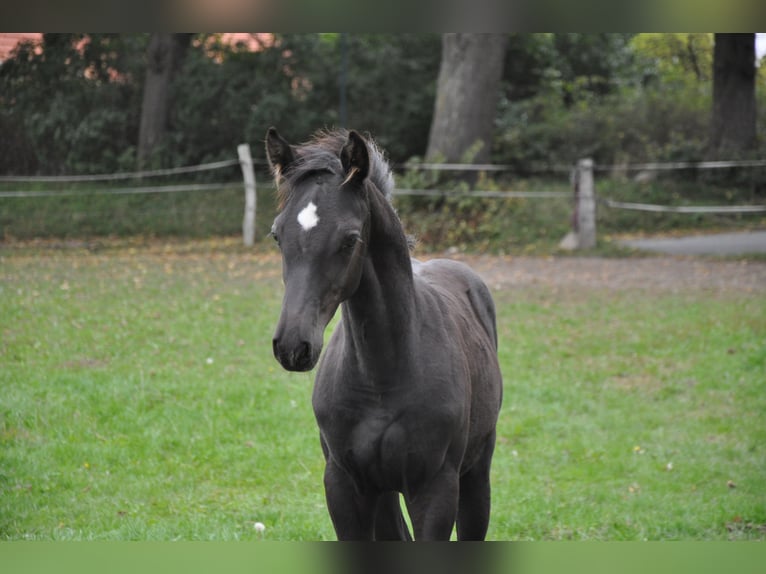 Holsteiner Wallach 3 Jahre Rappe in Wardow Holsteiner Wallach 3 Jahre Rappe in Wardow