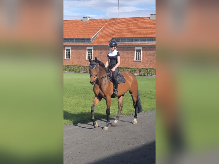 Holsteiner Wallach 4 Jahre 158 cm Brauner in Lachendorf