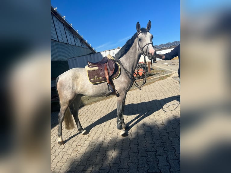 Holsteiner Wallach 4 Jahre 160 cm Apfelschimmel in Eppelheim