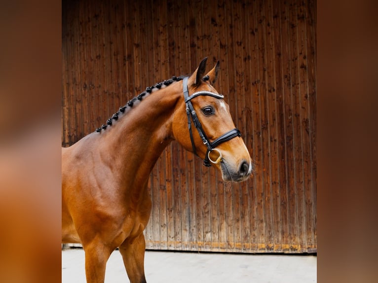 Holsteiner Wallach 4 Jahre 160 cm Brauner in Traunreut