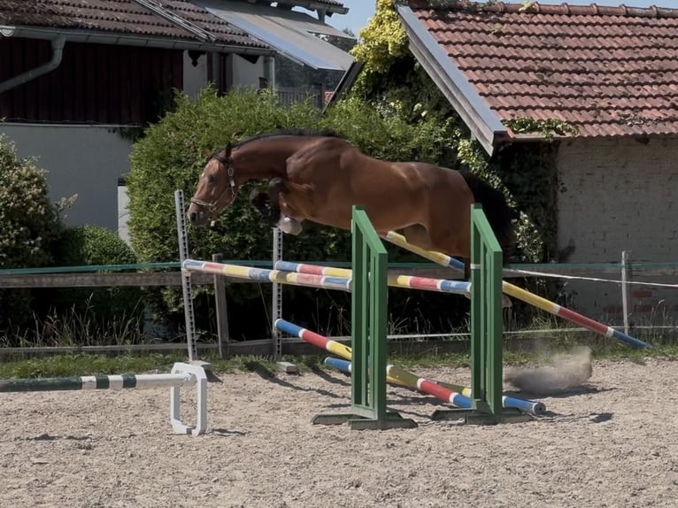 Holsteiner Wallach 4 Jahre 160 cm Brauner in Traunreut