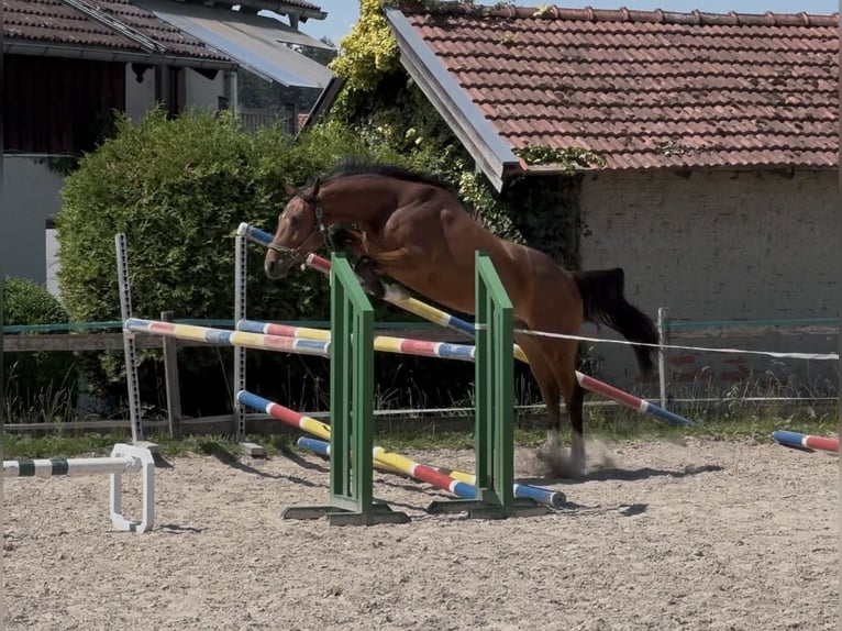 Holsteiner Wallach 4 Jahre 160 cm Brauner in Traunreut