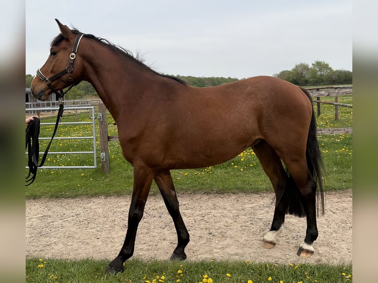 Holsteiner Wallach 4 Jahre 162 cm Brauner in Tarp