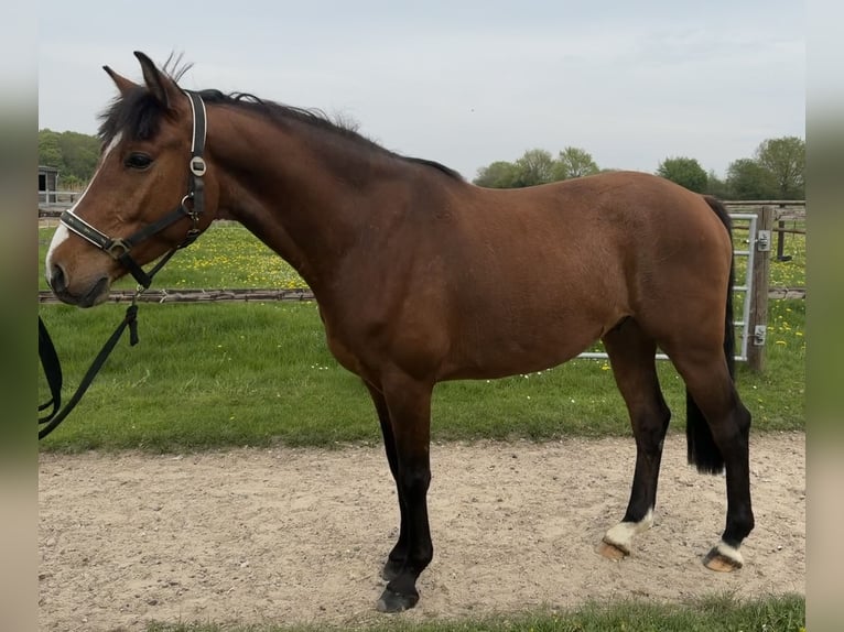 Holsteiner Wallach 4 Jahre 162 cm Brauner in Tarp